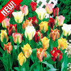 Тюльпаны, миксы зеленоцветные - фото 1 - id-p3934887