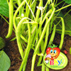 Фасоль Шеф-Повар спаржевая, семена - фото 1 - id-p3934903