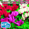Цикламен персидский Крупноцветковый, смесь - фото 1 - id-p3934919