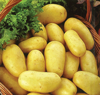 Картофель Велина, семена - фото 1 - id-p3980899