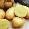 Картофель Императрица, семена - фото 1 - id-p3980900