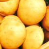 Картофель Милена, семена - фото 1 - id-p3980902
