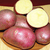 Картофель Дева, семена