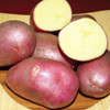 Картофель Дева, семена - фото 1 - id-p3980910