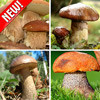 Суперпредложение! Комплект Лесные грибы - фото 1 - id-p3980978