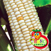 Кукуруза суперсахарная Медовый Нектар, семена - фото 1 - id-p3981610