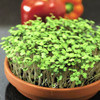 Микрозелень Брокколи, семена - фото 1 - id-p3981650