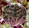 Микрозелень Капуста, семена - фото 1 - id-p3981652
