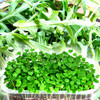 Микрозелень Рукола, семена - фото 1 - id-p3981654