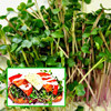 Микрозелень Пикантная смесь, семена - фото 1 - id-p3981658