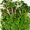 Микрозелень Салатная смесь, семена - фото 1 - id-p3981659