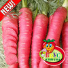 Морковь Рубиновая F1, семена - фото 1 - id-p3981667