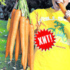 Морковь Хруста, семена