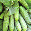 Огурец F1 Новый Нежинский, семена