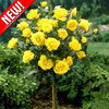 Роза штамбовая желтая - фото 1 - id-p3981742