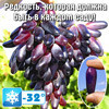 Виноград Сувенир 1207 - фото 1 - id-p3981792