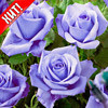 Роза голубая - фото 1 - id-p3981886