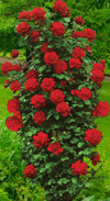 Роза плетистая красная - фото 1 - id-p3981892