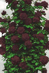 Роза плетистая Черная королева - фото 1 - id-p3981895