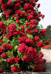 Роза плетистая Черный Букет - фото 1 - id-p3981896