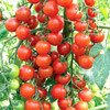 Томат Сахарная слива Красный, семена - фото 1 - id-p3981993