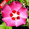 Гибискус садовый розовый гигант