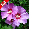 Гибискус садовый фиолетовый гигант - фото 1 - id-p3982070