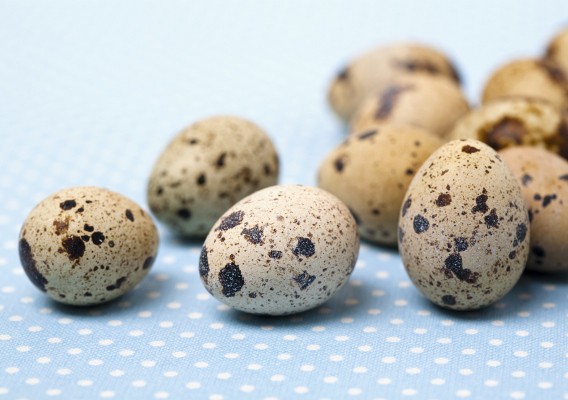 Перепелиные яйца - фото 1 - id-p499942
