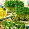 Микрозелень Кресс-салат, семена