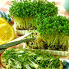 Микрозелень Кресс-салат, семена - фото 1 - id-p3981653