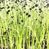 Микрозелень Луковый кресс, семена - фото 1 - id-p3981657