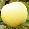Яблоня Белый налив - фото 1 - id-p3981767