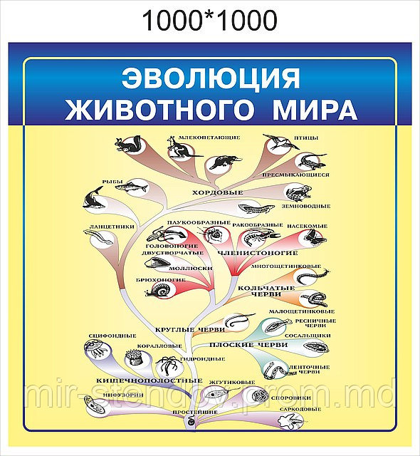 Эволюция животного мира. Стенд для кабинета биологии, фото 1