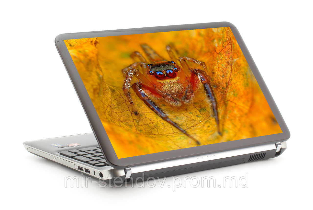 Наклейка на ноутбук. Паук, фото 1