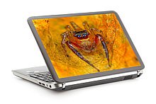 Наклейка на ноутбук. Паук