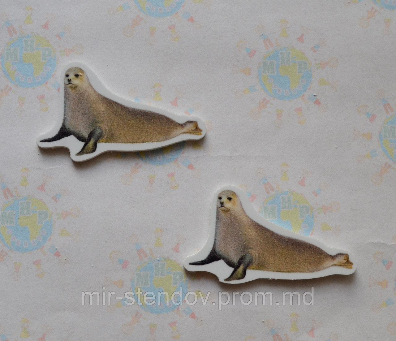 Морской котик. Магнит обучающий, фото 1