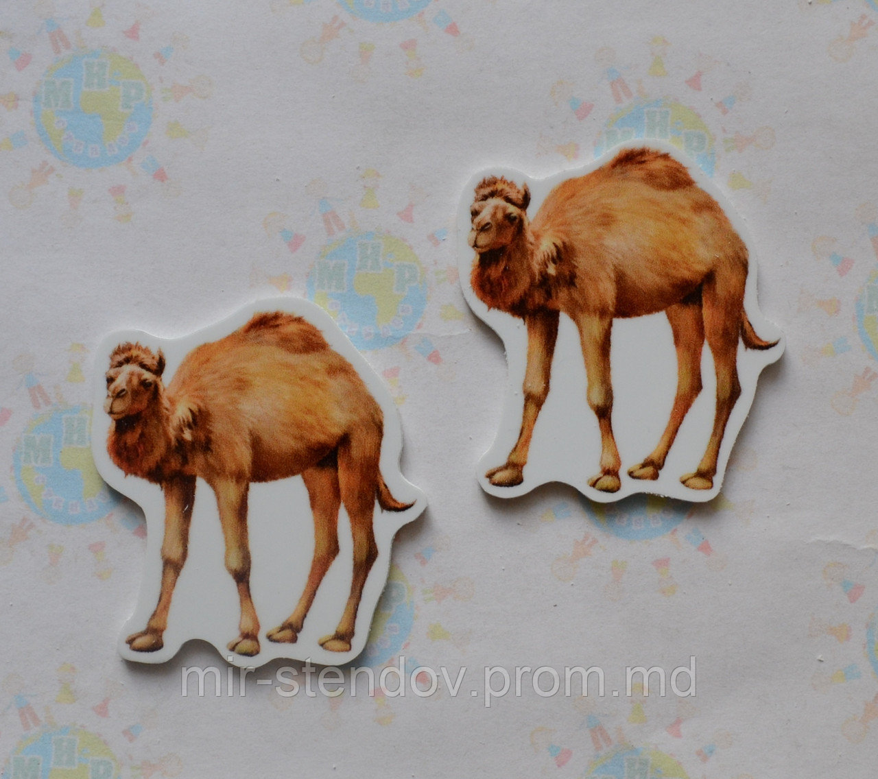 Верблюд. Магнит обучающий, фото 1