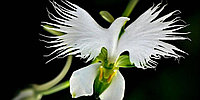 Бересклет японский Орхидея