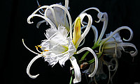 Бересклет японский Орхидея
