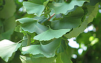Ginkgo biloba